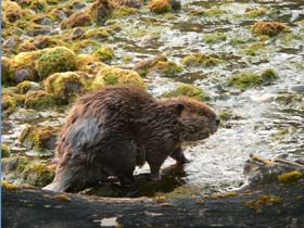 Beaver